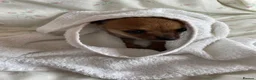 Chihuahua dogs for sale: Adorable Chihuahua Puppy “ Girl “ Fawn/White - Advert 8