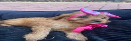 Cavapoo dogs for sale: F1 Cavapoos  - Advert 6