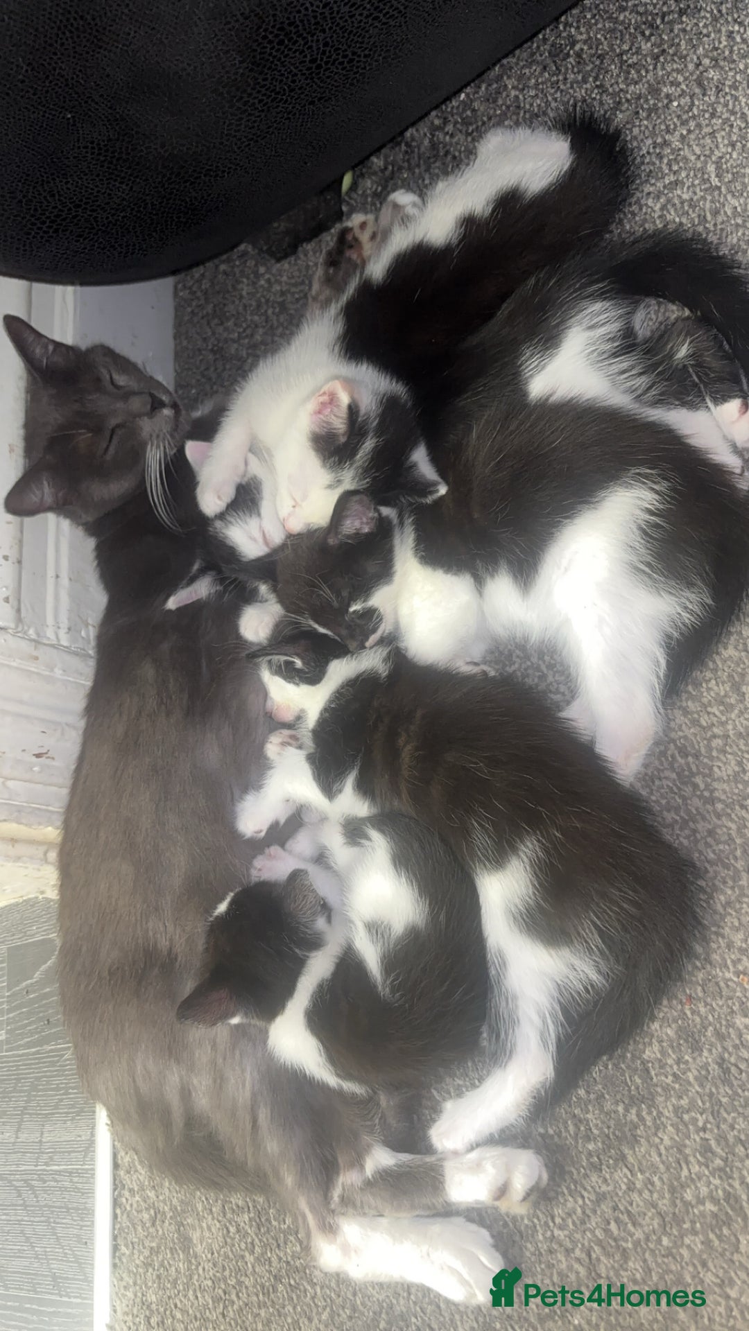Mixed Breed cats for sale: Beautiful female kittens - Advert 2