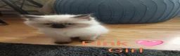 Ragdoll cats for sale: 🌸🌸 BEAUTIFUL RAGDOLL 🌸🌸ALL AVAILABLE 🌸🌸 - Advert 4