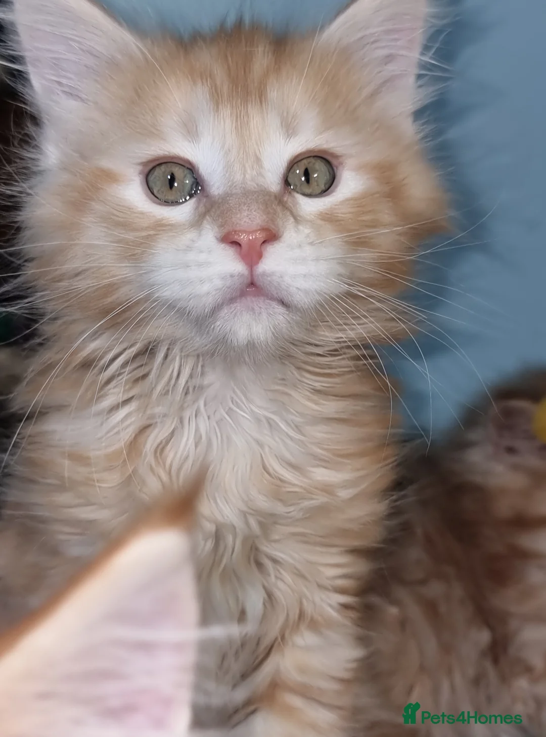 Maine Coon cats for sale: GCCF Registered Pedigree Main Coon Kittens - Advert 2