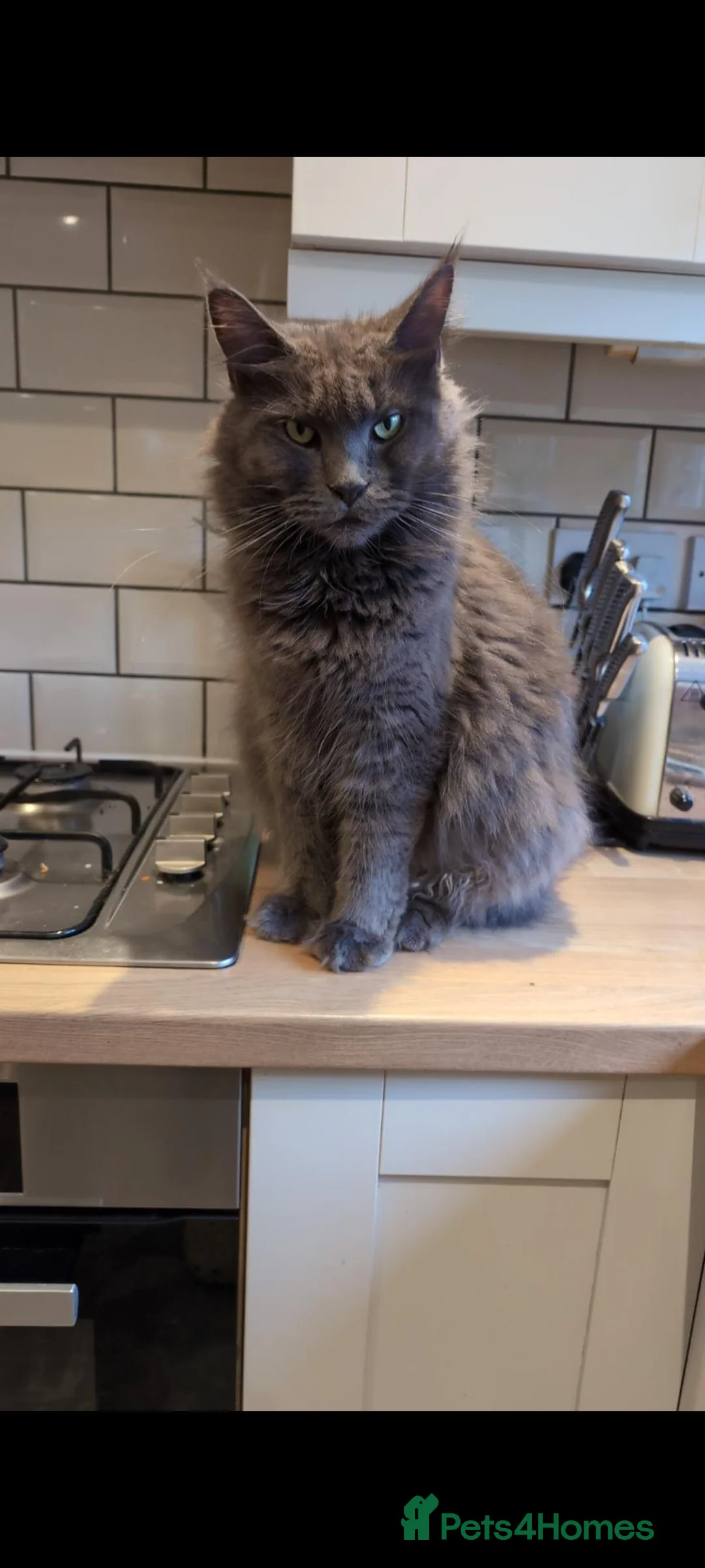 Maine Coon cats for sale: Beautiful Sapphire  - Advert 1