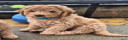 Labradoodle dogs for sale: Multi generation miniature Labradoodle - Advert 10
