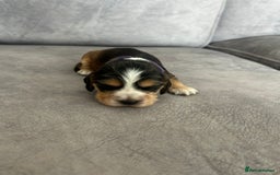 Cocker Spaniel dogs for sale: ✨show type cocker spaniel ✨ - Image 18