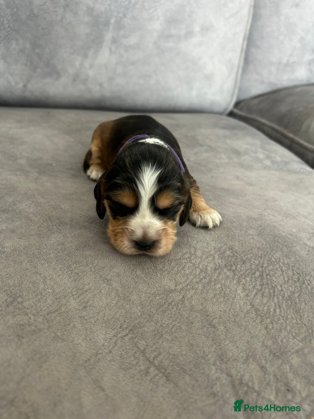 Cocker Spaniel dogs for sale: ✨show type cocker spaniel ✨ - Image 18