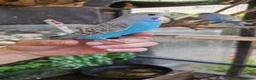 Budgerigars birds for sale: 4 blue chicks and 1 adult male  - Advert 6