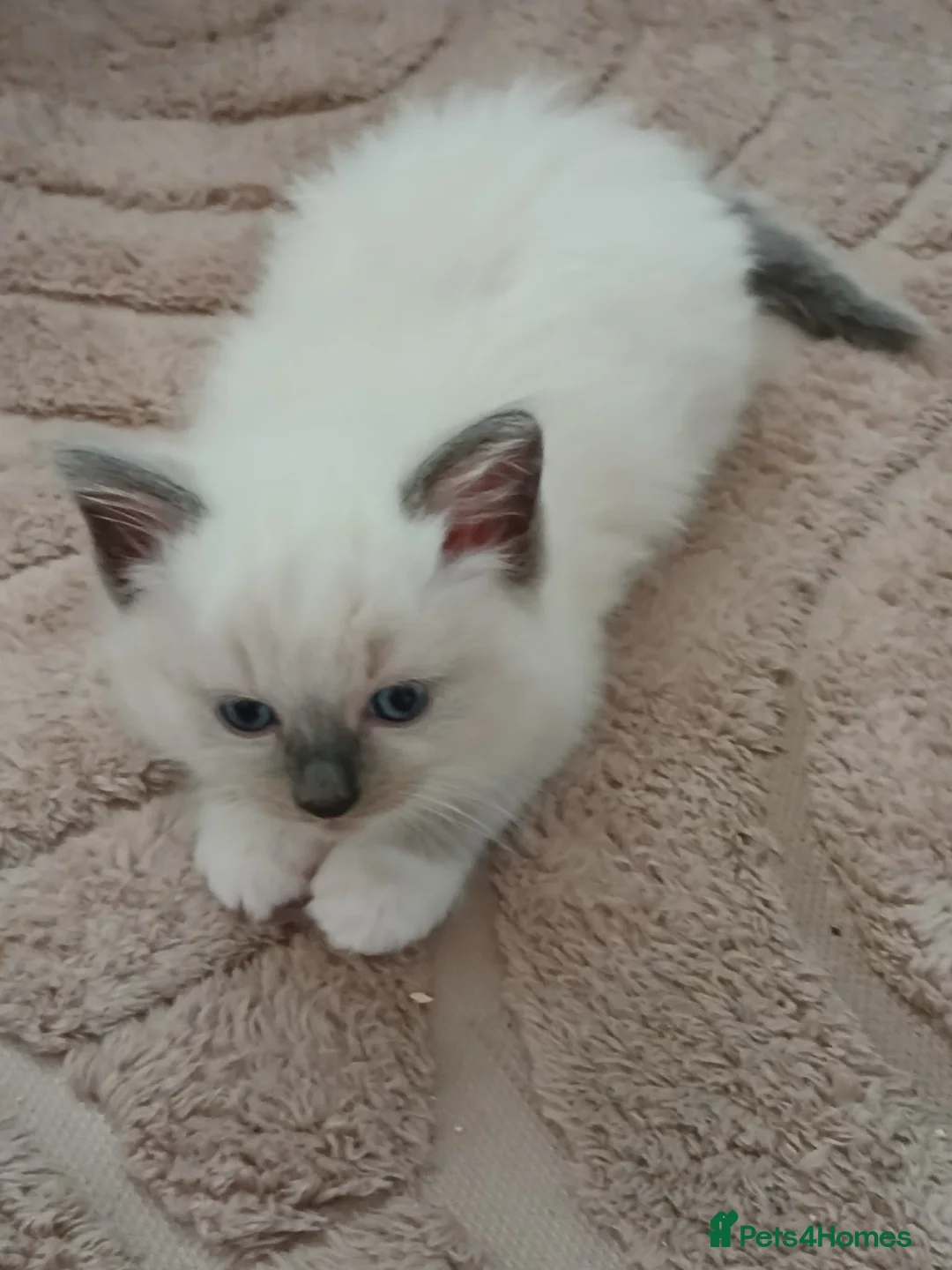Ragdoll cats for sale: Ragdoll girl READY NOW in Newcastle upon Tyne - Advert 2