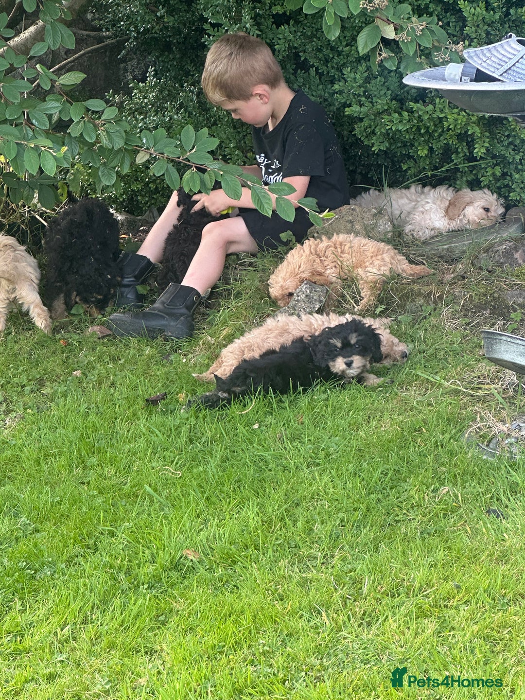 Cockapoo dogs for sale: Crazy Cockapoo puppies    - Image 9