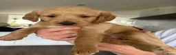 Labradoodle dogs for sale: Labradoodle (Double Doodle) - Advert 13