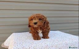 Cavapoo dogs for sale: Beautiful Cavapoo puppies! - Image 22