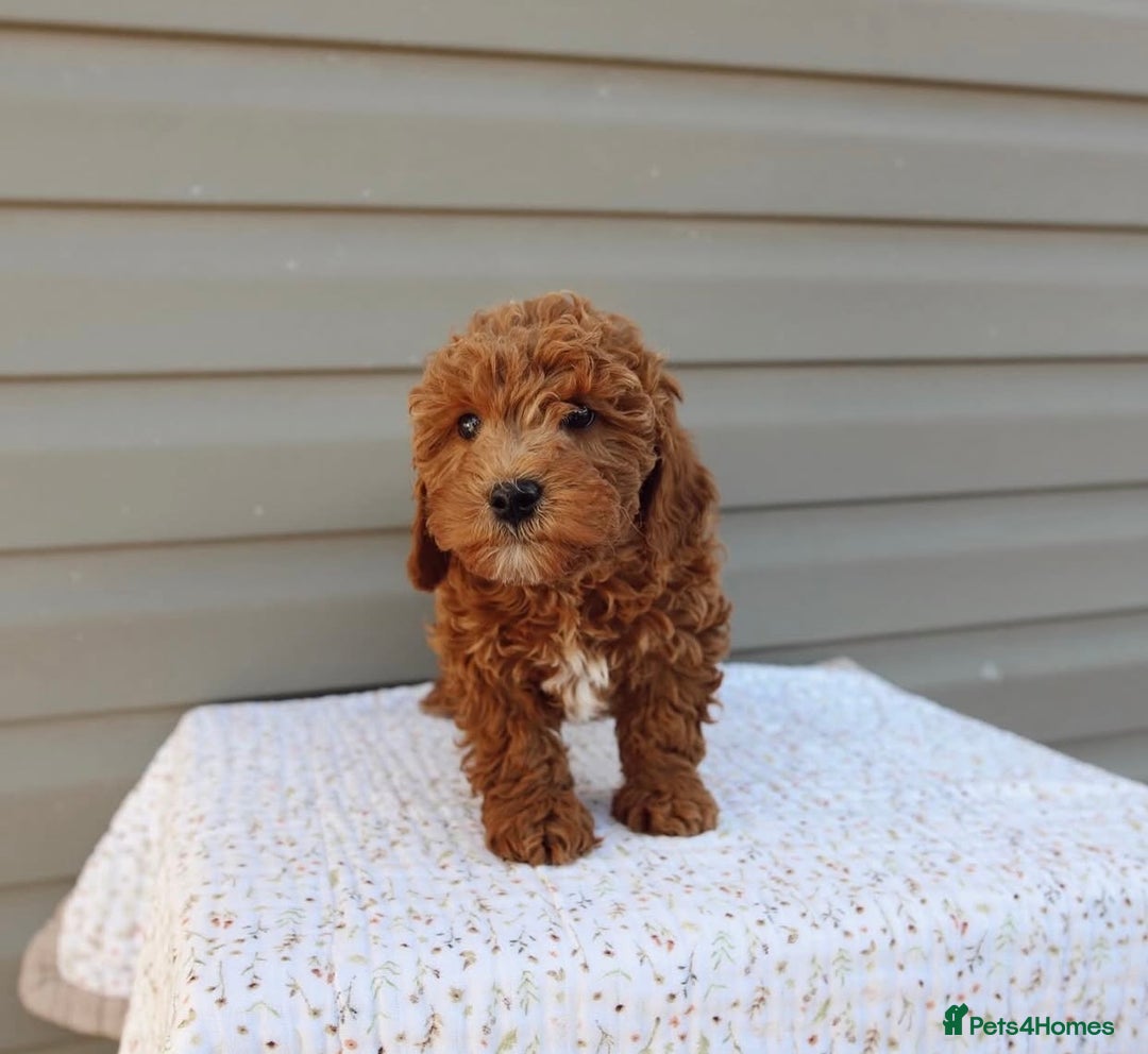 Cavapoo dogs for sale: Beautiful Cavapoo puppies! - Image 22