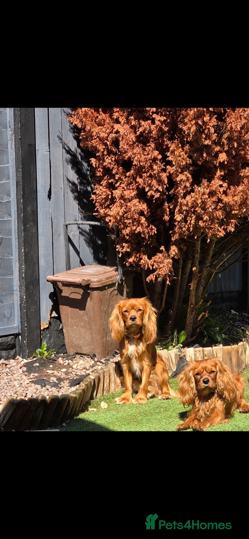 Cavalier King Charles Spaniel dogs 2 cavalier king charles boys - Advert 5