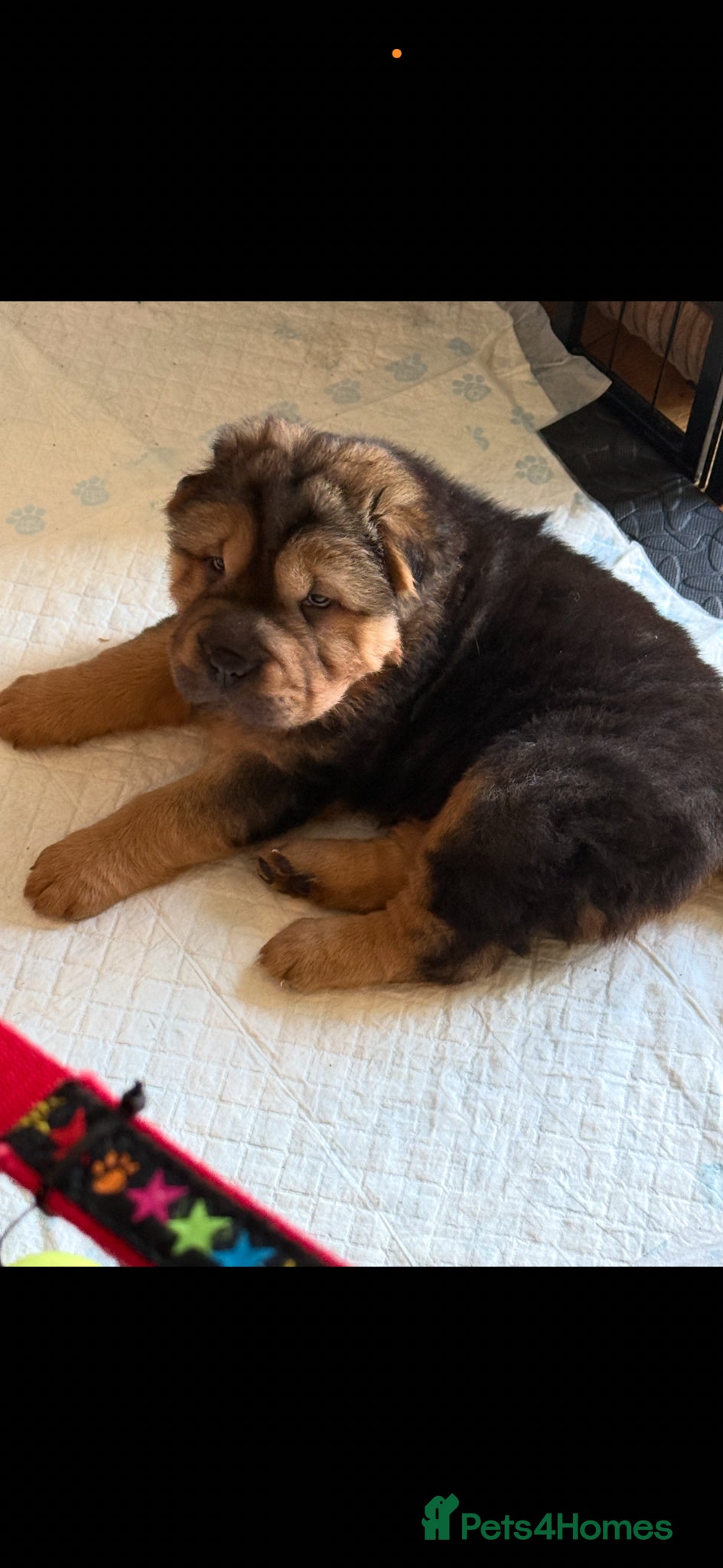 Shar Pei dogs for sale: Bear Coat Shar Pei KC Registered  - Advert 13