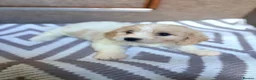 Cavachon dogs for sale: Cavachon puppies  in Wickford - Advert 1