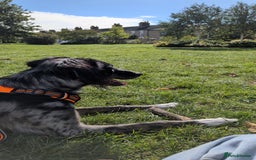 Mixed Breed dogs for sale: REHOME BORDERLUKI/TOBY  - Image 3