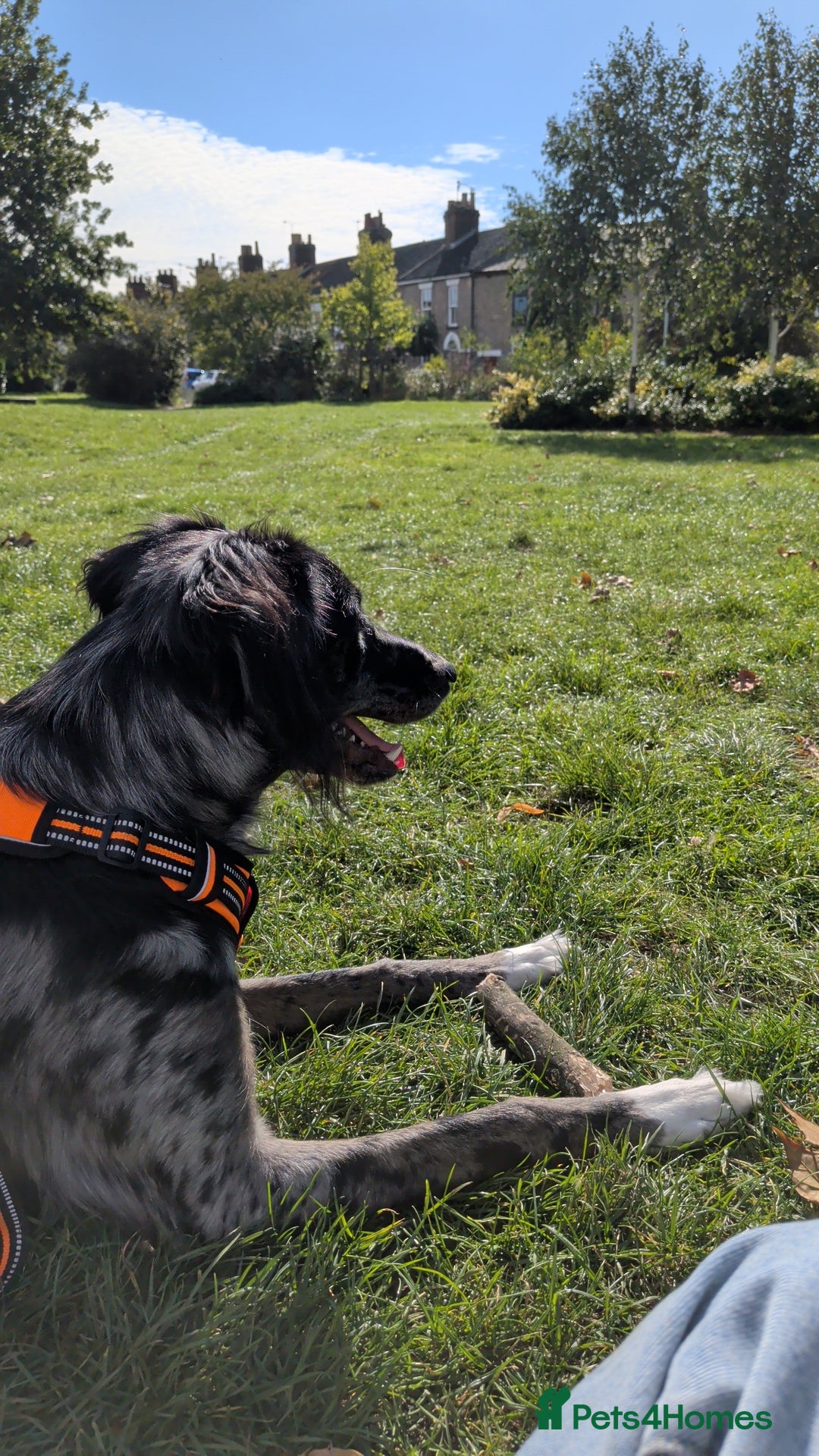 Mixed Breed dogs for sale: REHOME BORDERLUKI/TOBY  - Image 3