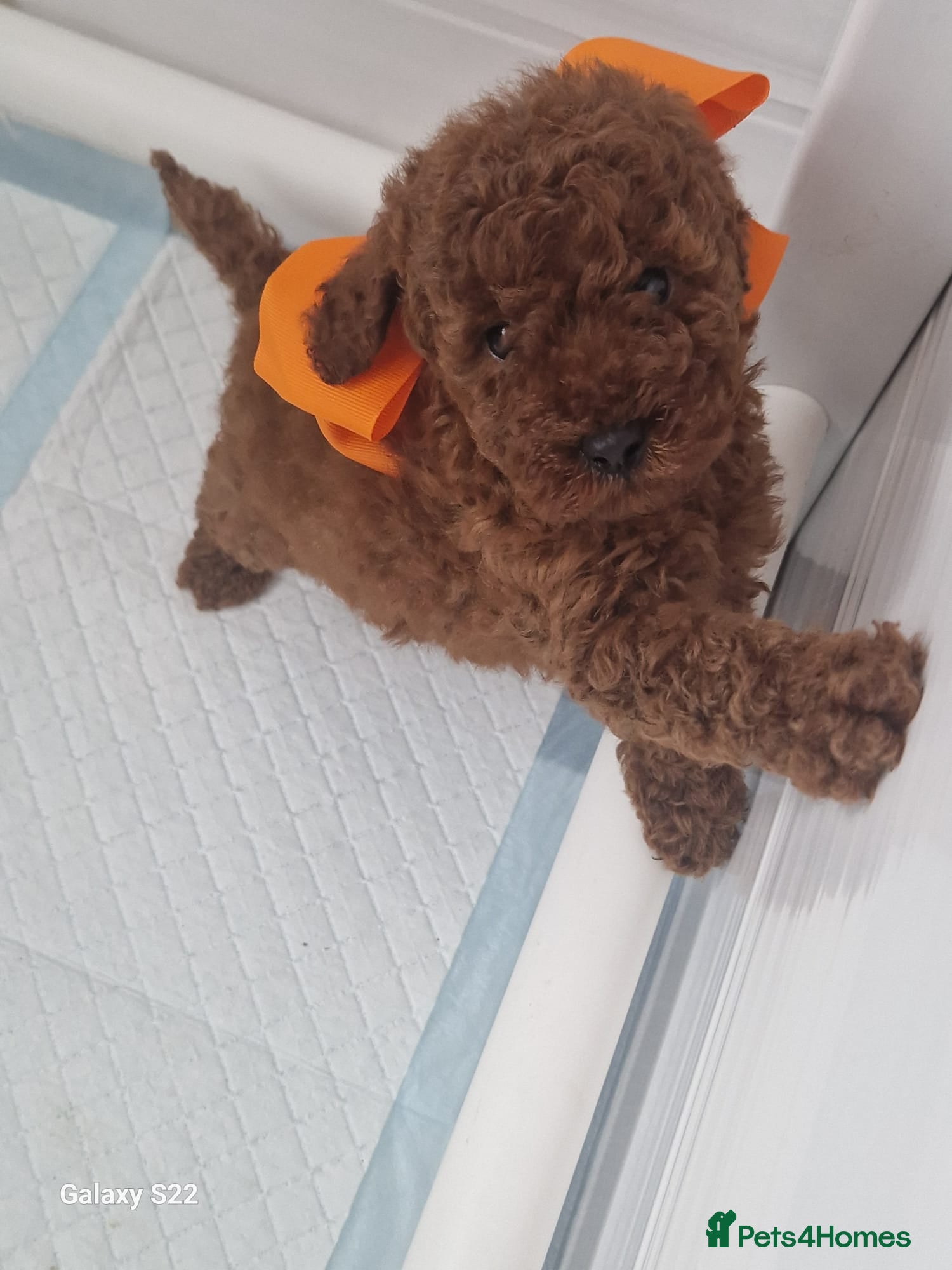 Miniature Poodle dogs for sale: Miniature  Poodle  in Wigan - Advert 2