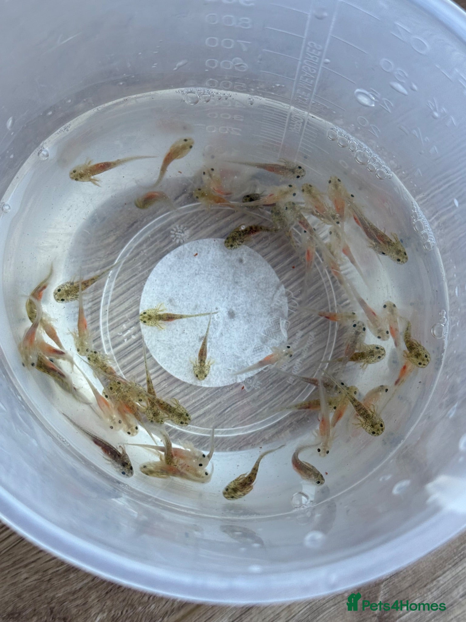 Axolotl reptiles Axolotl babies  - Advert 15
