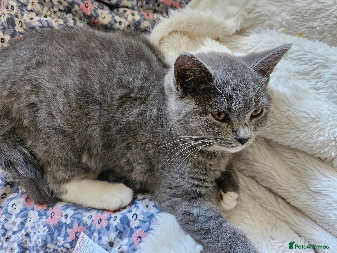 Mixed Breed cats for sale: Beautiful British Shorthair Cross  - Image 33