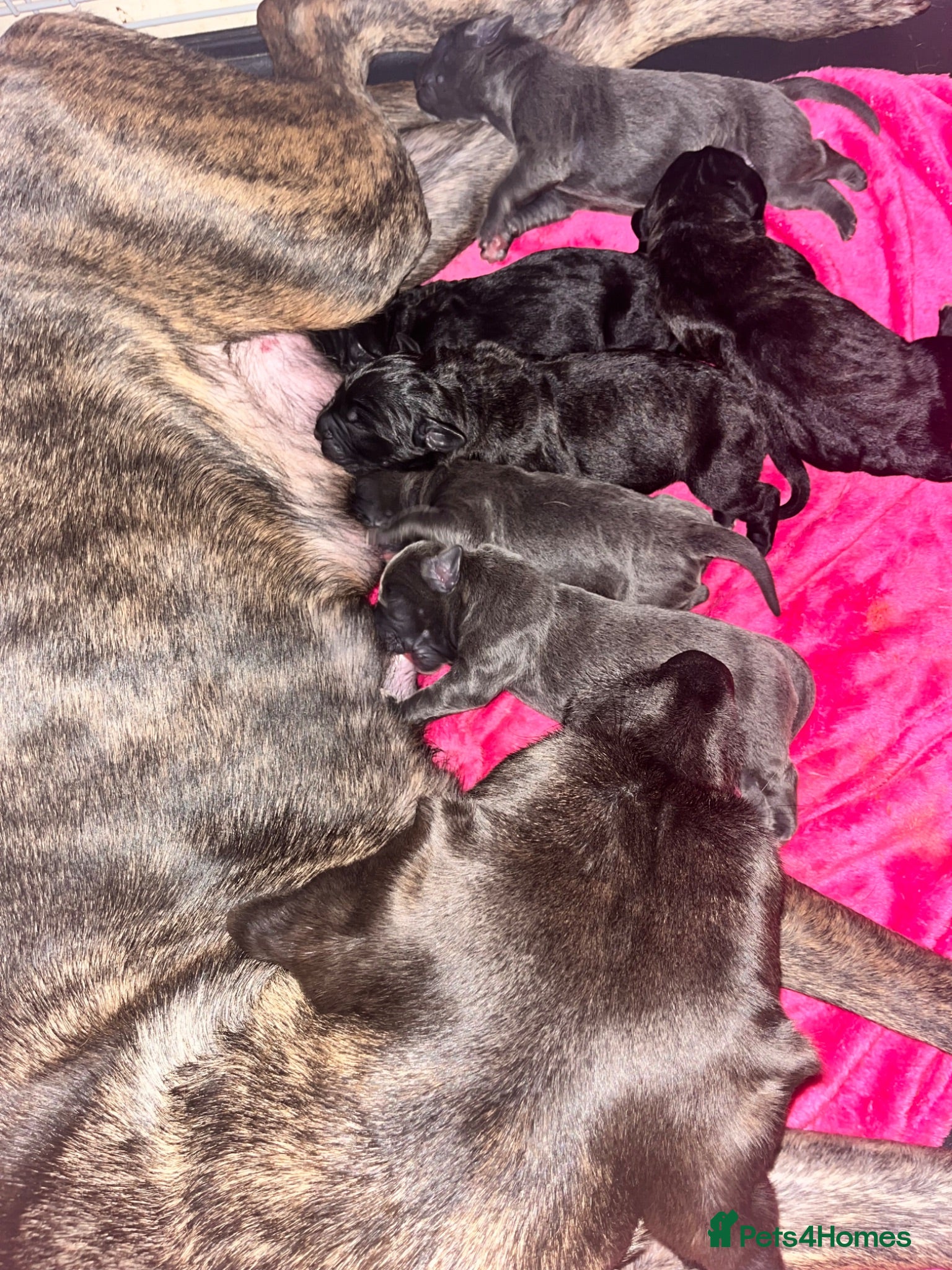 Mixed Breed dogs Cane corso puppies for sale - Advert 2
