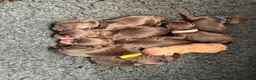 Cocker Spaniel dogs for sale: Chocolate cocker spaniels health tested parents  - Advert 16