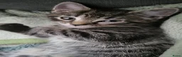 Domestic Shorthair cats for sale: Female - Advert 8