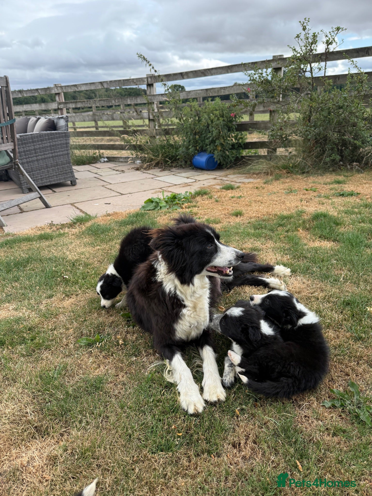 Border Collie dogs Fantastic Rough Coated Border Collies - Advert 2