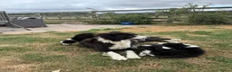 Border Collie dogs for sale: Fantastic Rough Coated Border Collies - Advert 2
