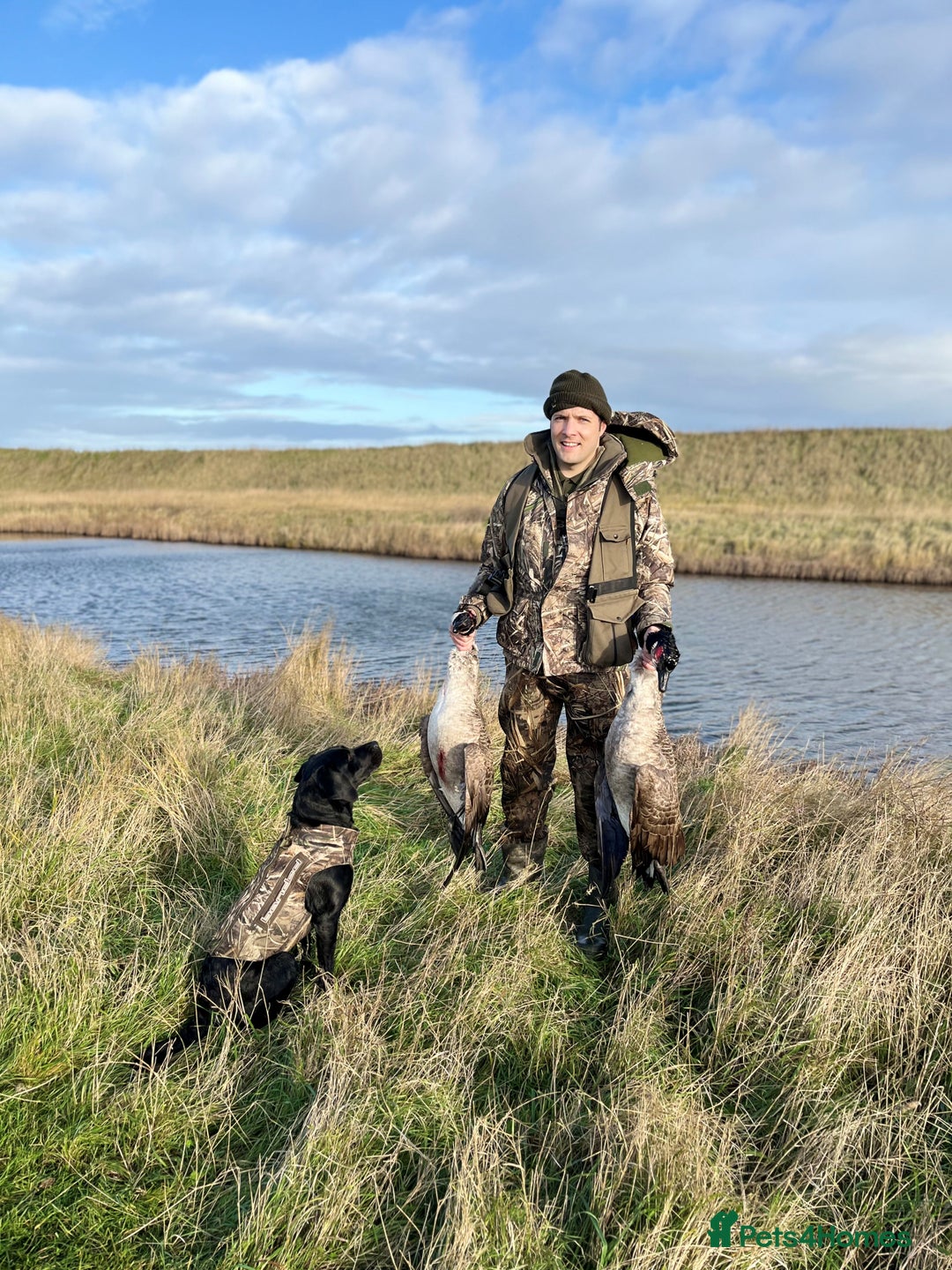 Labrador Retriever dogs for sale: Fully Health & Eye tested parents KC Registered A* - Image 6