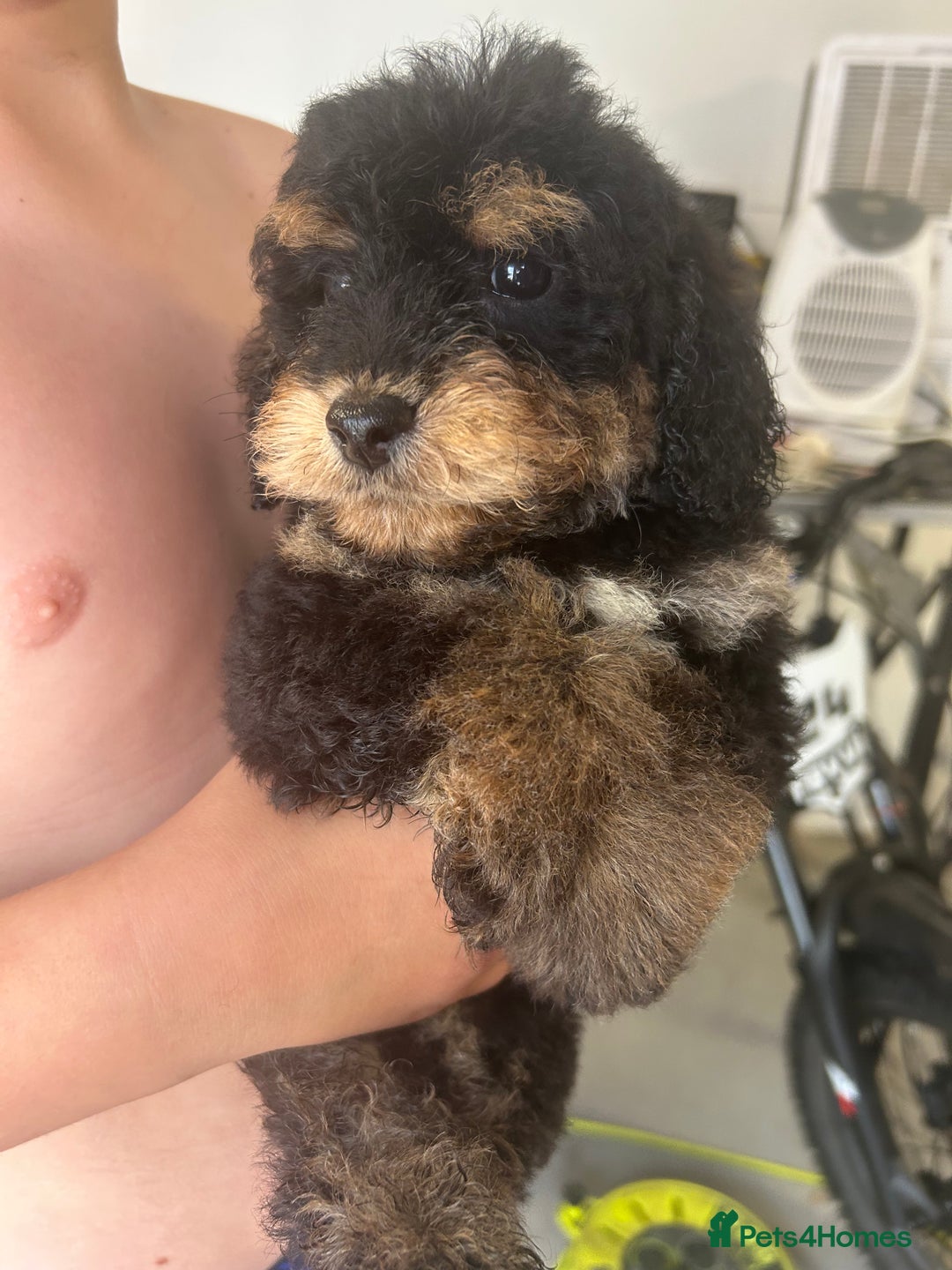 Cockapoo dogs for sale: Cockapoo puppy's  - Image 3