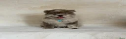 Chow Chow dogs for sale: Exotic colour pure chow chow puppies for sale  - Advert 3