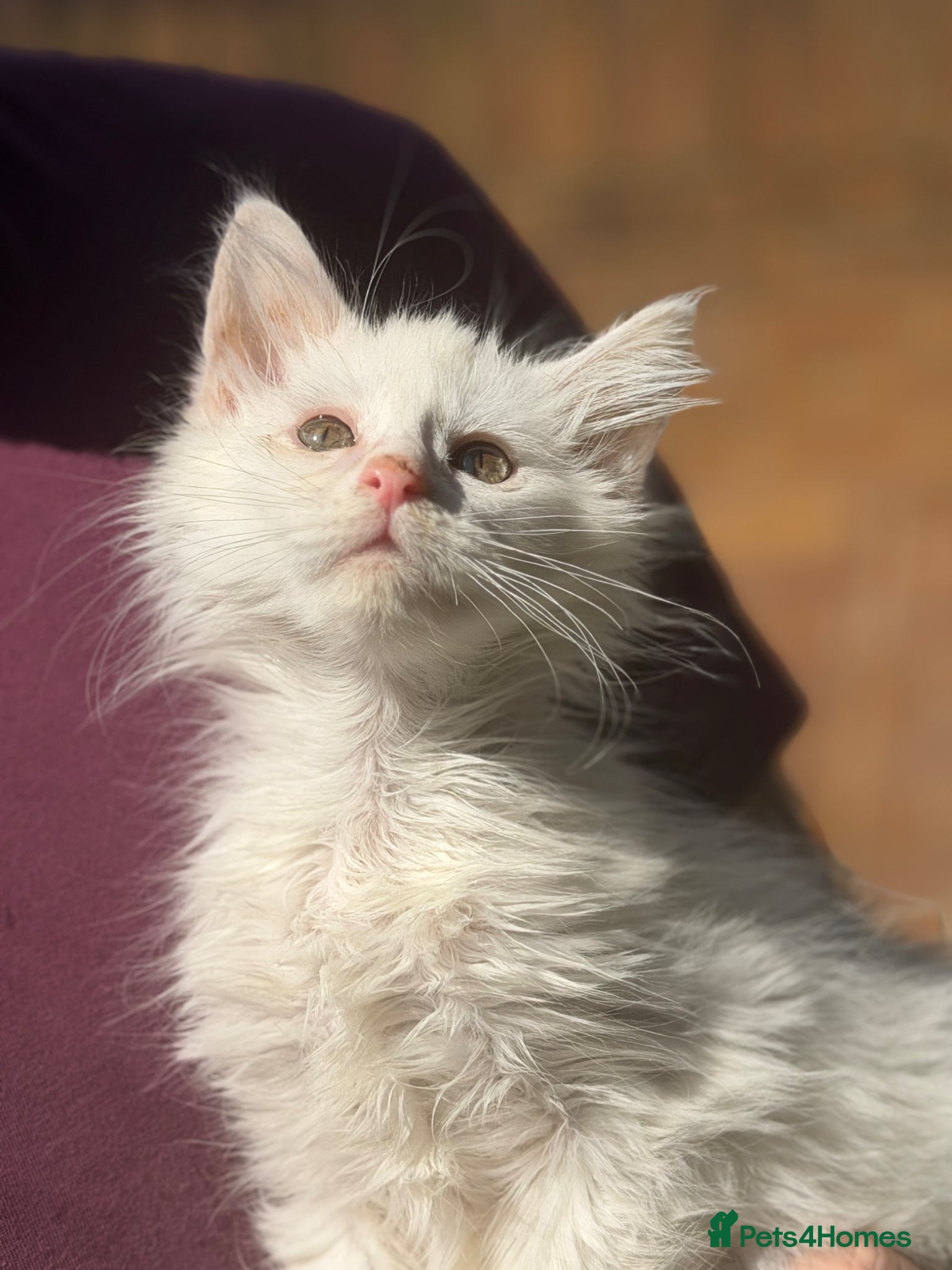 Maine Coon cats Ready to leave pedigree white male kittens - Advert 1