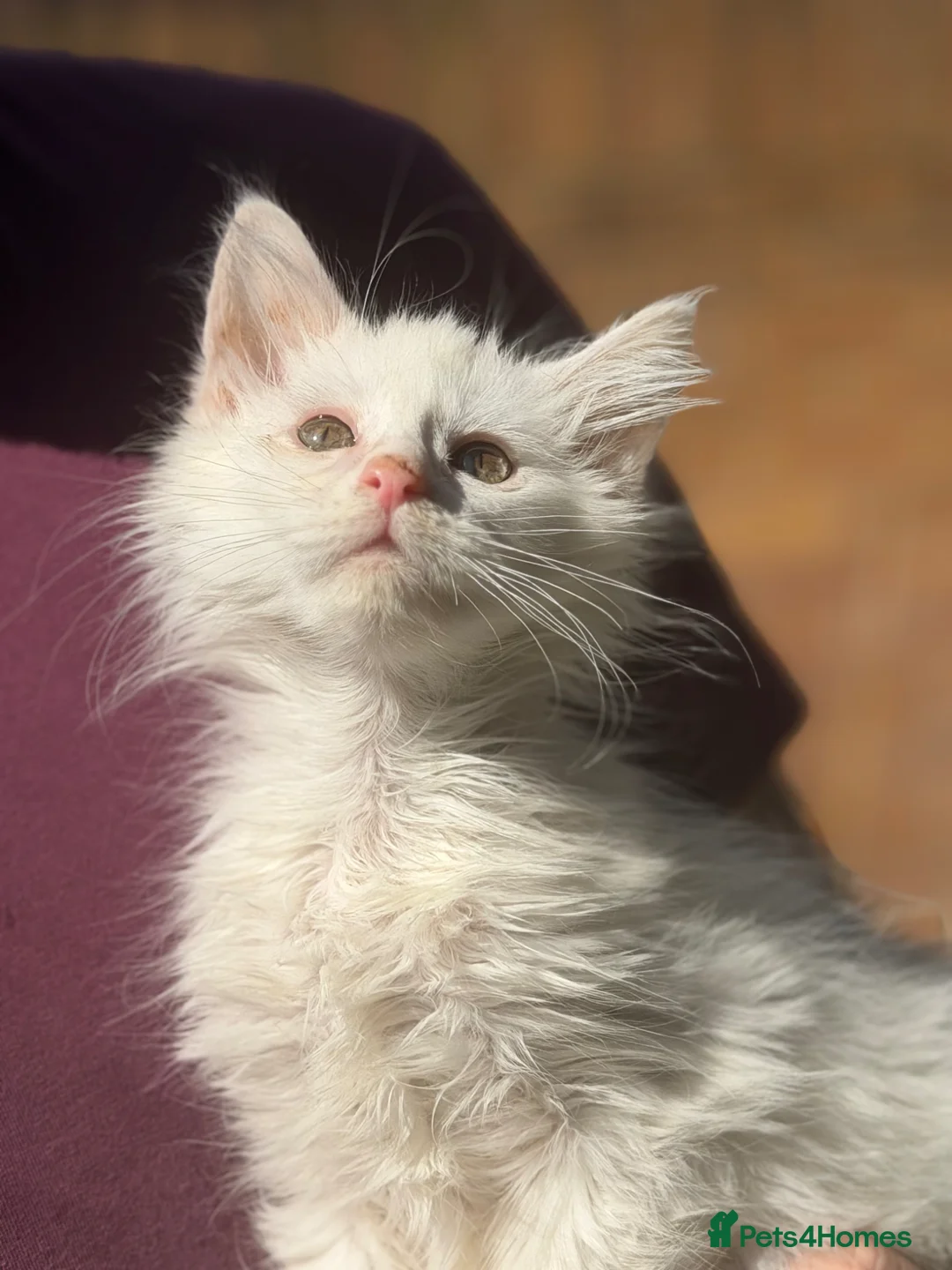 Maine Coon cats for sale: Tica reg white male kitten - Advert 2