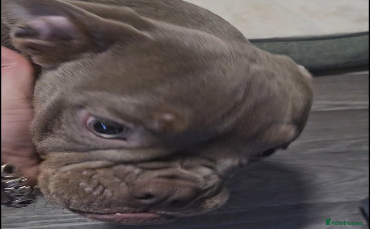 Olde English Bulldogge dogs Female Olde English Bulldogge - Advert 6