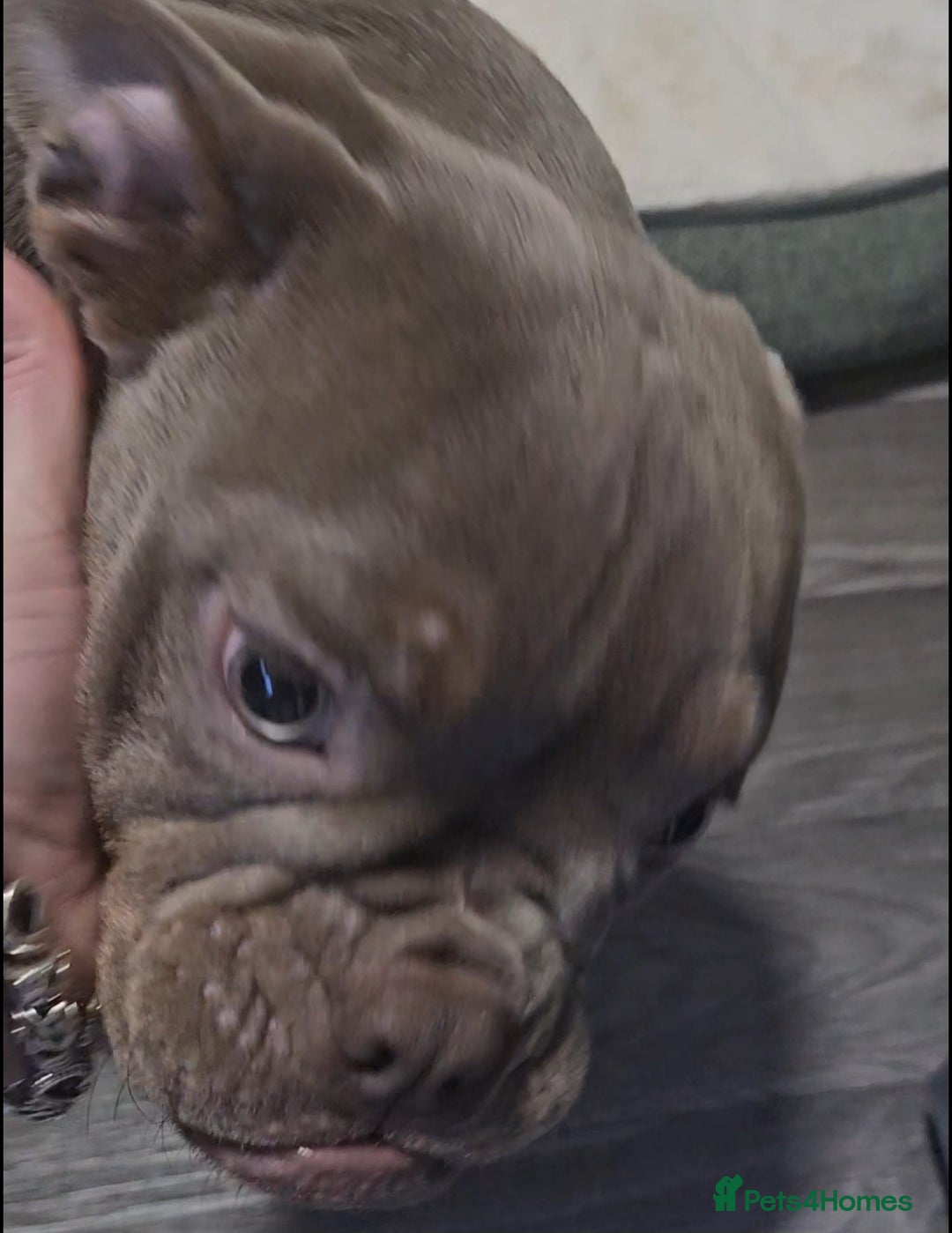 Olde English Bulldogge dogs for sale: Female Olde English Bulldogge - Advert 1