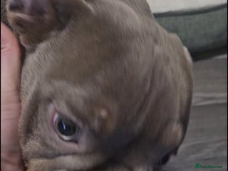 Olde English Bulldogge dogs Female Olde English Bulldogge - Advert 1