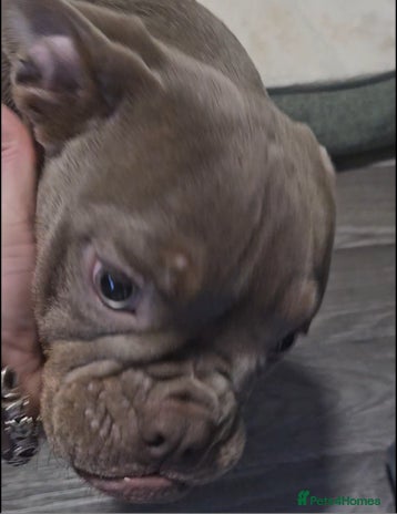 Olde English Bulldogge dogs Female Olde English Bulldogge - Advert 1