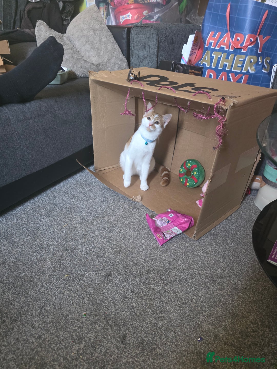 Mixed Breed cats for sale: White&ginger male cat  - Advert 1