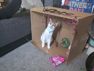 Mixed Breed cats White&ginger male cat - Advert 1