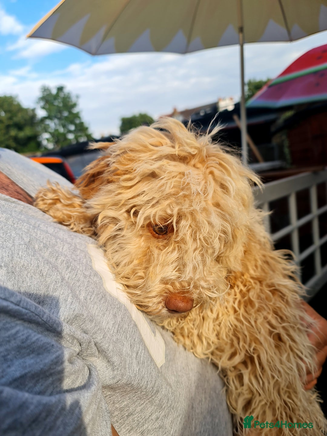 Lagotto Romagnolo dogs for sale:  ❗️Last one❗️Lagotto - The best breed ever in London - Image 38