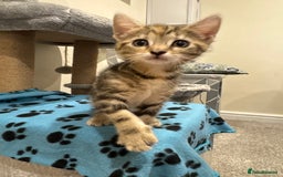 Mixed Breed cats for sale: 🌟 Beautiful Kittens 🌟 - Image 8