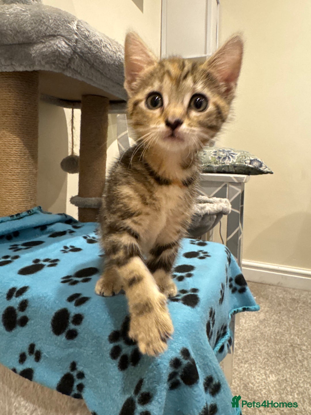 Mixed Breed cats for sale: 🌟 Beautiful Kittens 🌟 - Image 8