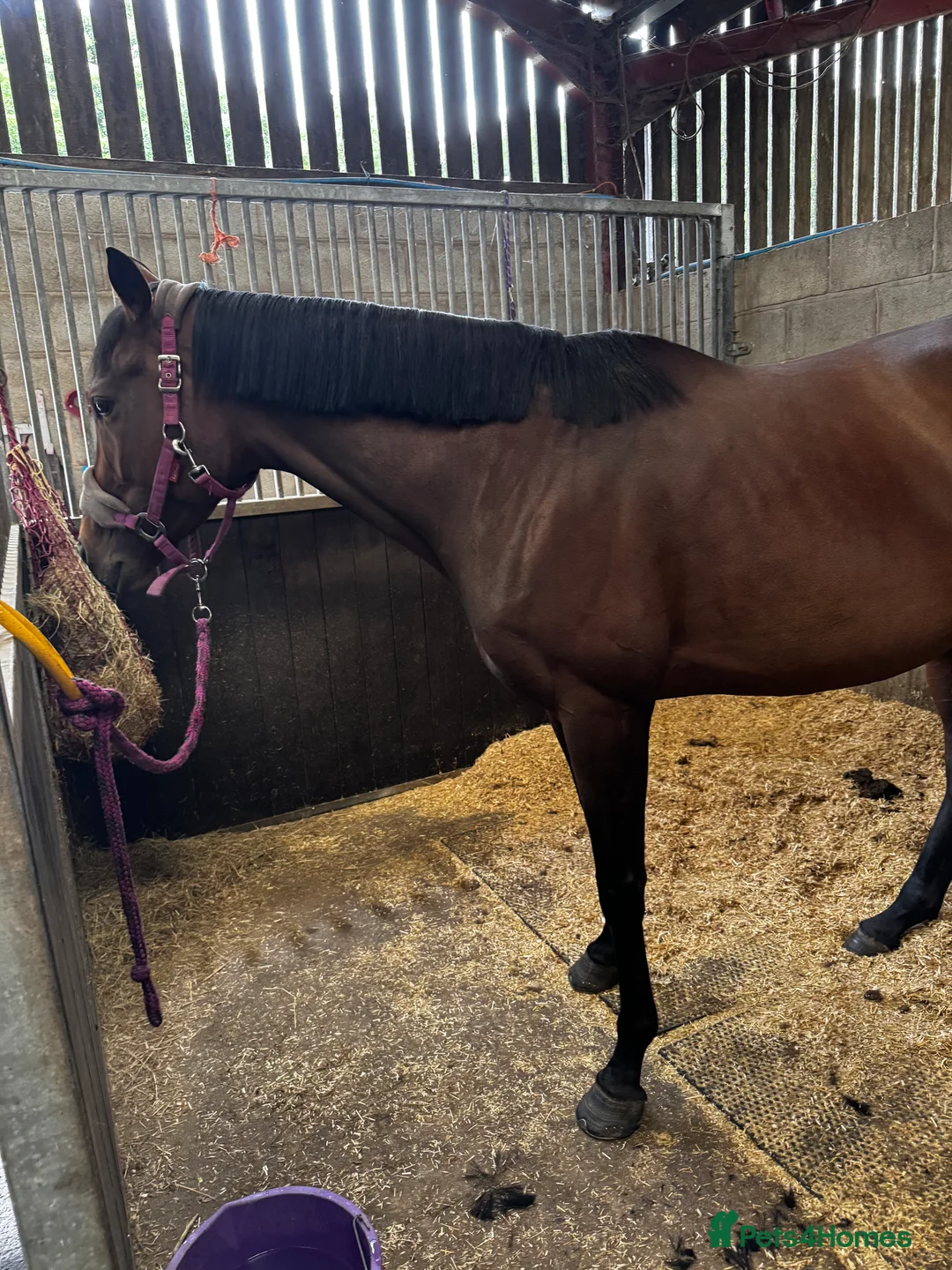 Irish Thoroughbred horses for sale: Ex racer Sensitive mare in Shrewsbury - Advert 1