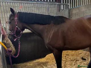 Irish Thoroughbred horses Ex racer Sensitive mare - Advert 2