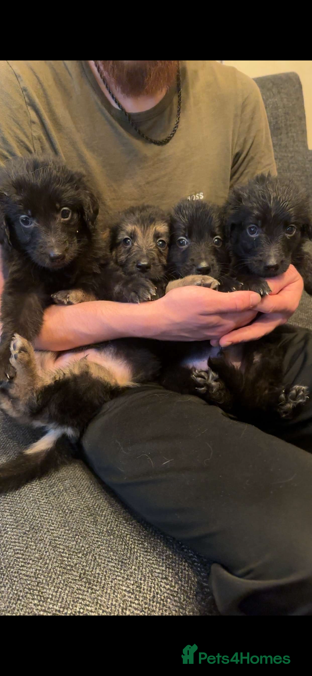 Mixed Breed dogs for sale: German shepherd/golden retriever  in Swadlincote - Image 24