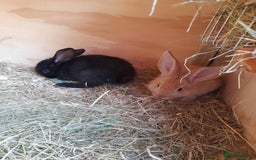 Continental Giant rabbits for sale: Beautiful Giant Continental Babies - Image 14