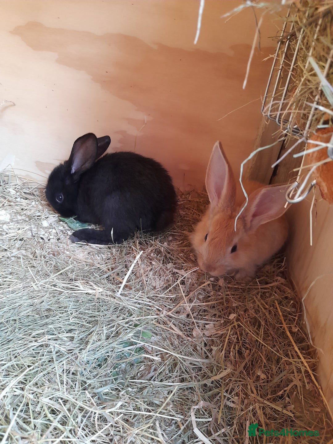 Continental Giant rabbits for sale: Beautiful Giant Continental Babies - Image 14