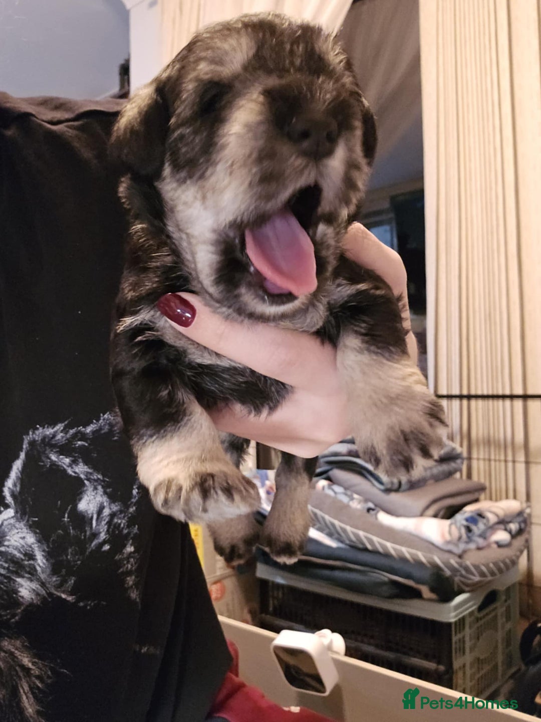 Miniature Schnauzer dogs for sale: Miniature Schnauzer - Advert 9