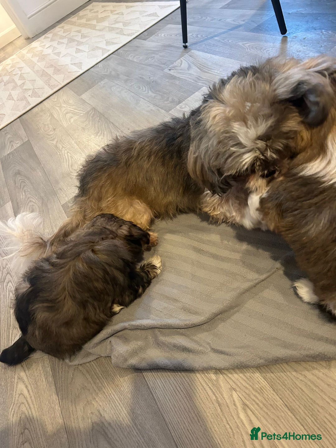 Shih Tzu dogs for sale: 2 BEAUTIFUL BOYS REMAINING - Image 9