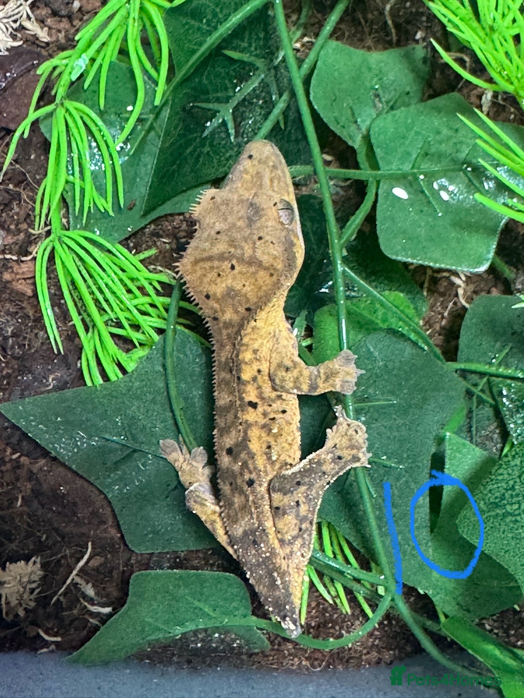 Gecko reptiles for sale: Baby crested geckos Birmingham - Advert 10
